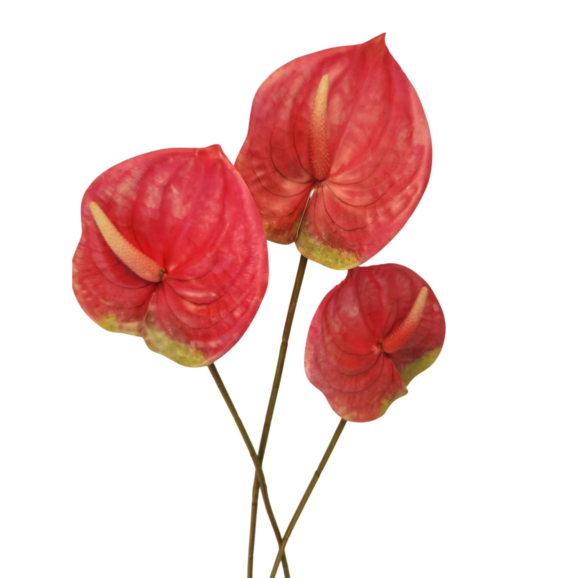 Pink Artificial Anthurium Stems Set of 3, 23 Inch Faux Modern Tropical Decor