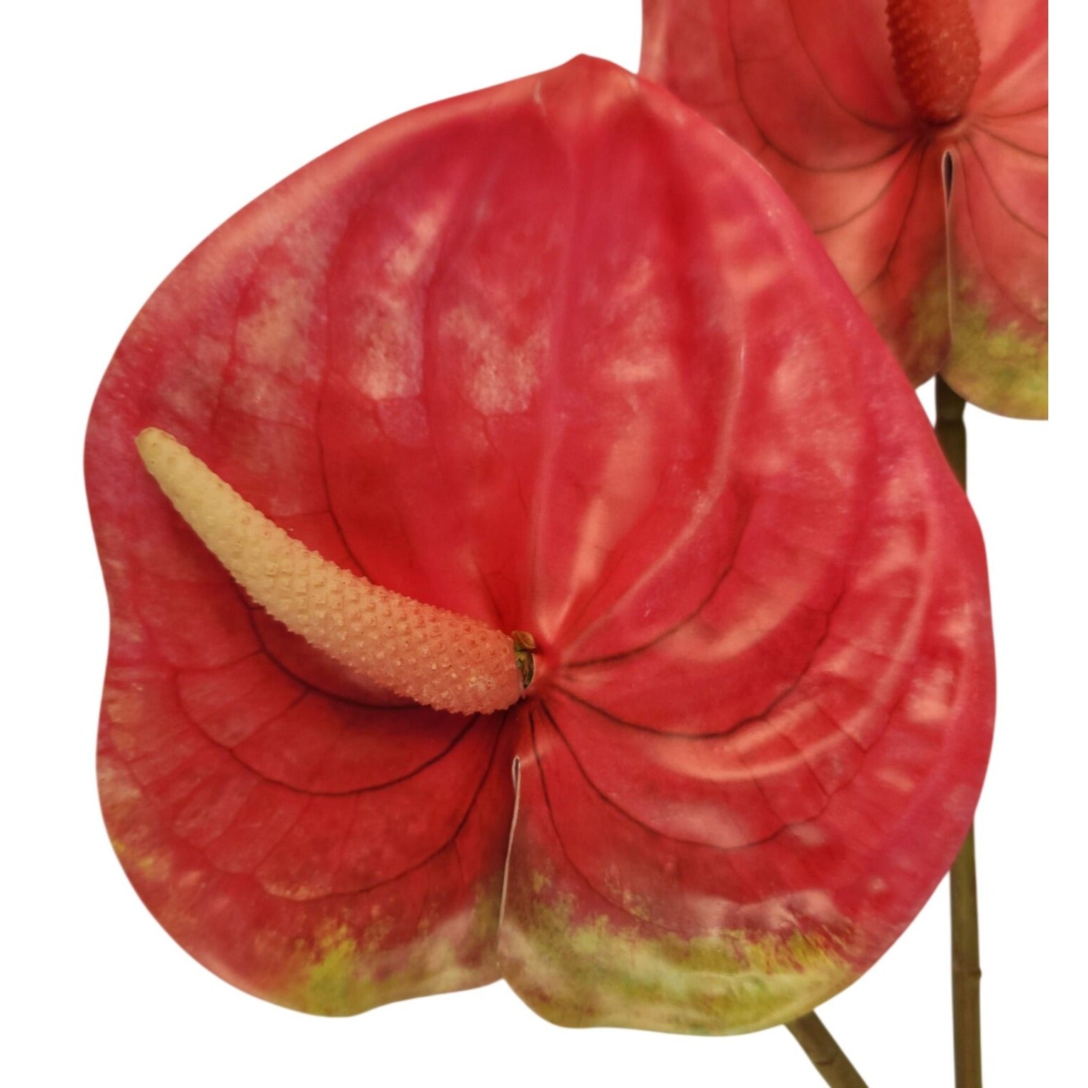 Pink Artificial Anthurium Stems Set of 3, 23 Inch Faux Modern Tropical Decor