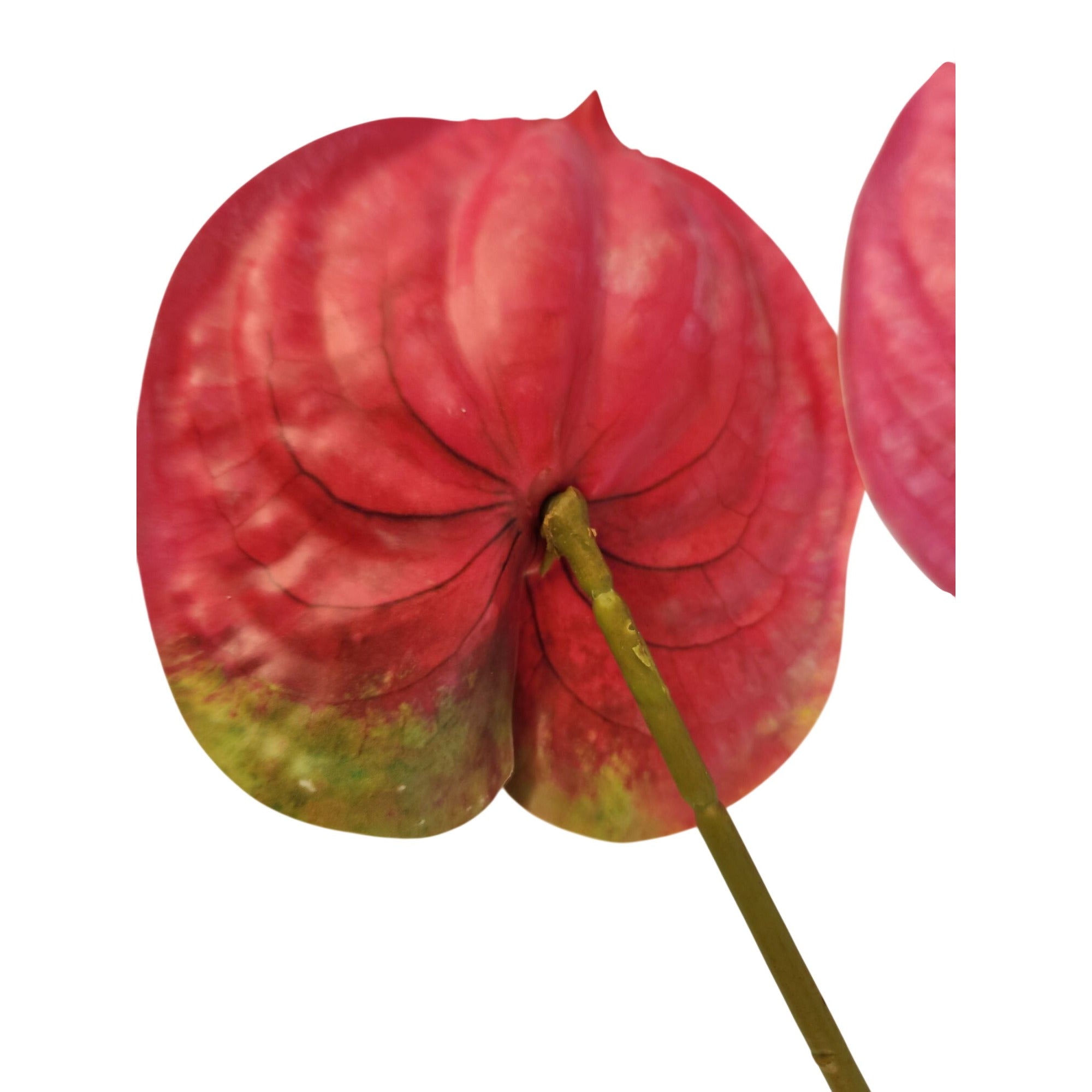 Pink Artificial Anthurium Stems Set of 3, 23 Inch Faux Modern Tropical Decor