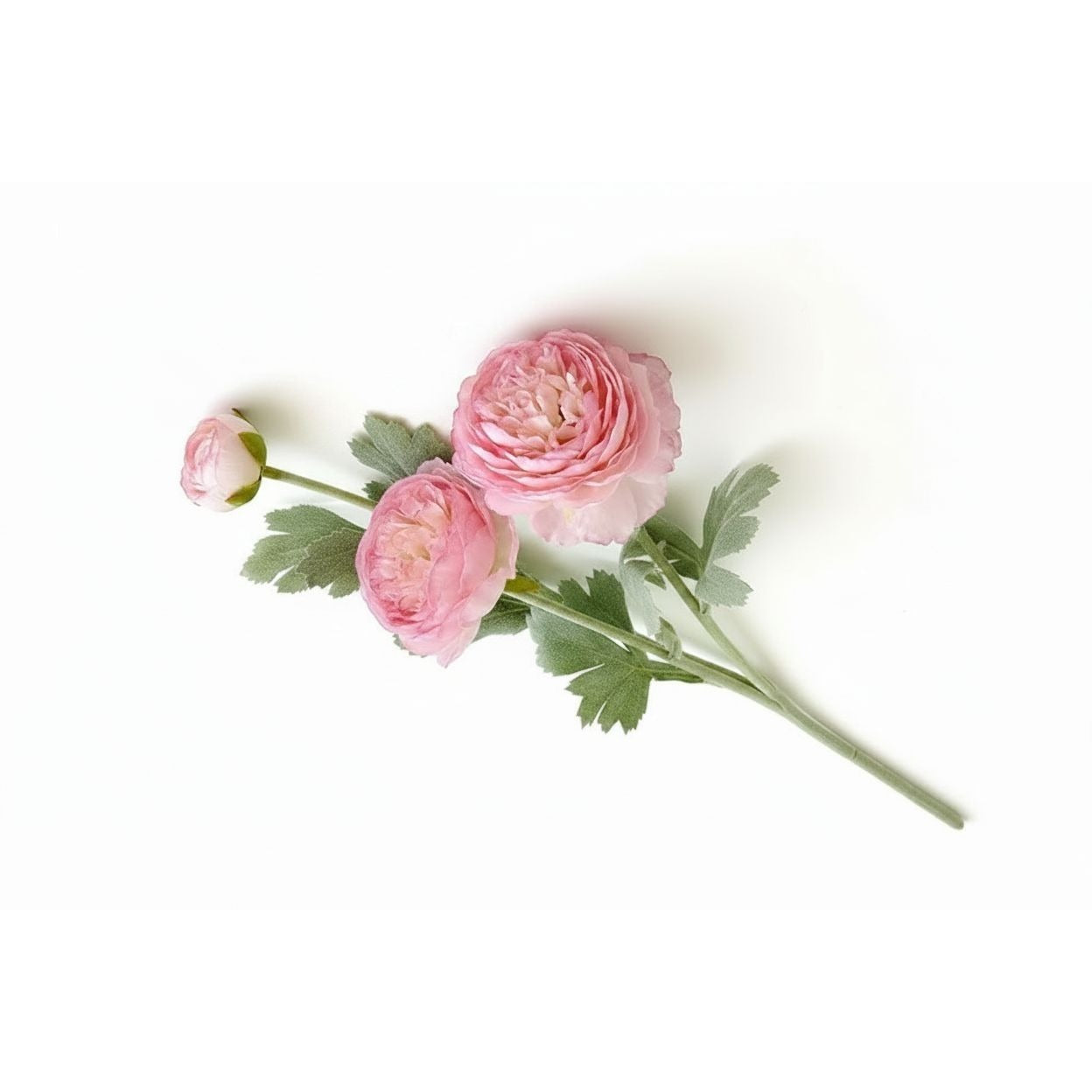 Three pink ranunculus flowers with green leaves and stems, including one closed bud, arranged diagonally on a clean white background.