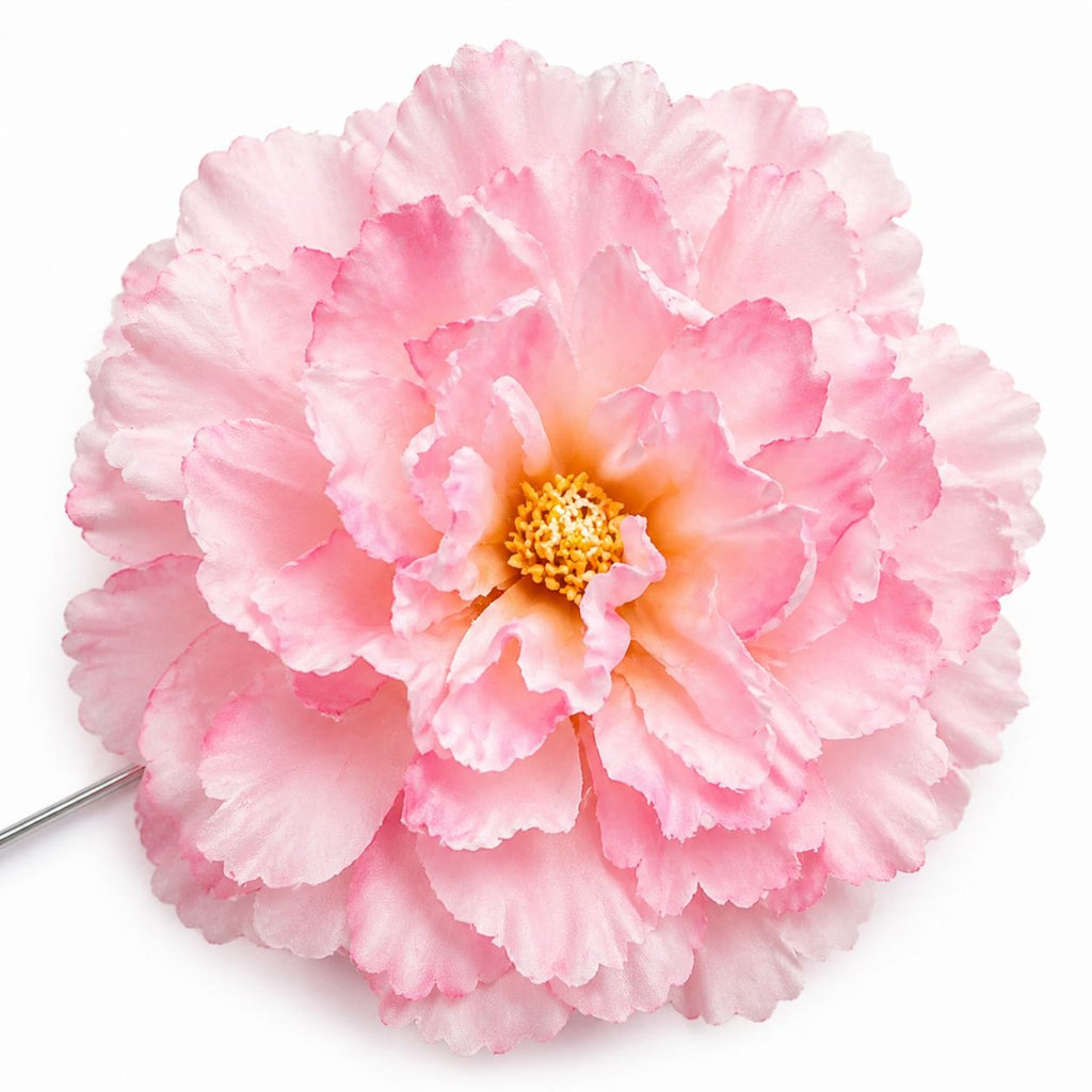 Close-up of a pink flower with a white background
