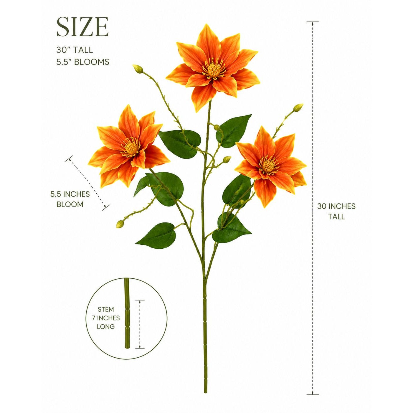 Measurement chart of orange flowers with dimensions labeled