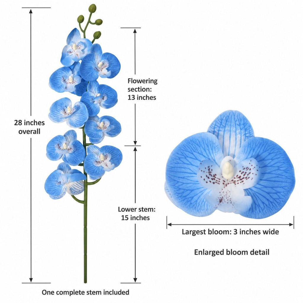 Blue orchid stem with overlaid dimension labels showing overall height, flowering section length, lower stem length, and enlarged bloom width on a white background.