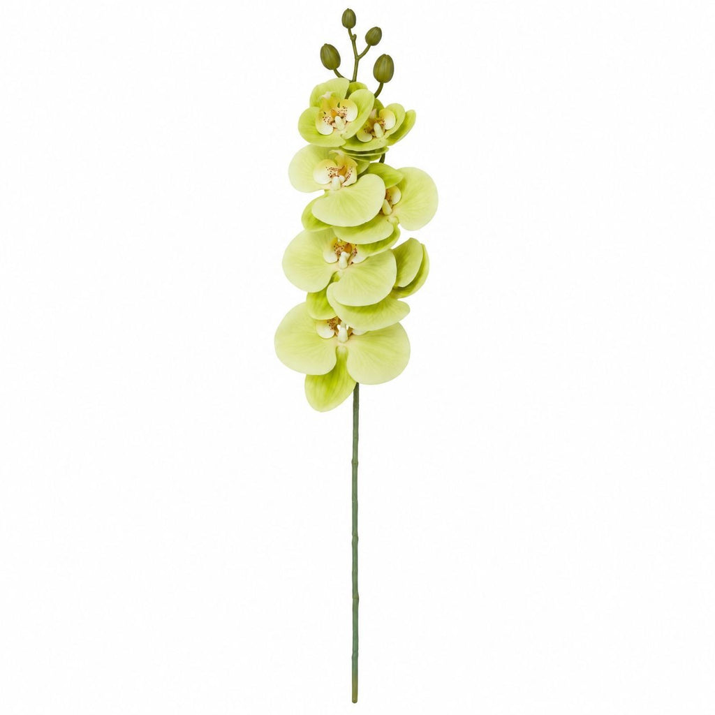 Green Phalaenopsis Orchid Stem, 31 Inch Real Touch Artificial Floral Pick