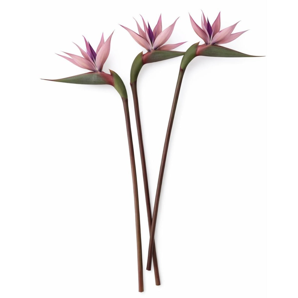 Blush Mauve Bird of Paradise Stems Set of 3 Faux Tropical Flowers 30 Inch Dusty Pink Purple Artificial Strelitzia