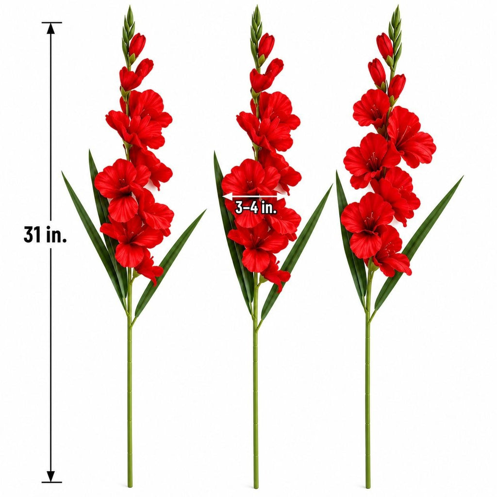 Three red gladiolus flower stems with green leaves on a white background, shown with size markings: a 31-inch height and a 3-4 inch bloom width.