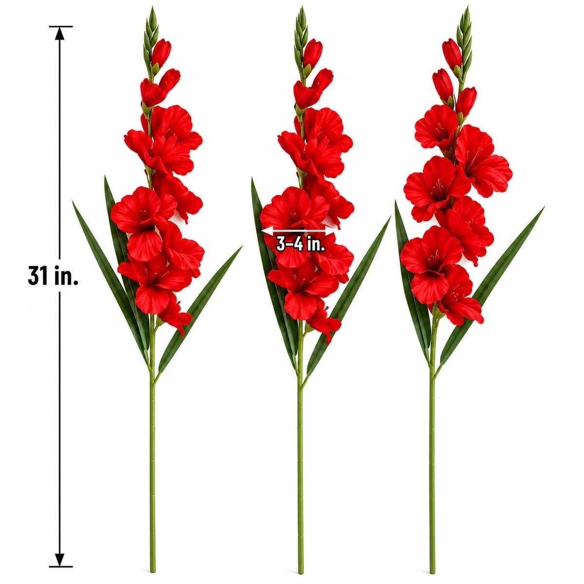 Three red gladiolus flower stems with green leaves on a white background, shown with size markings: a 31-inch height and a 3-4 inch bloom width.
