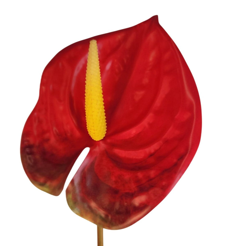 Red Artificial Anthurium Stems 23 Inch Faux Tropical Flowers Modern Home Decor