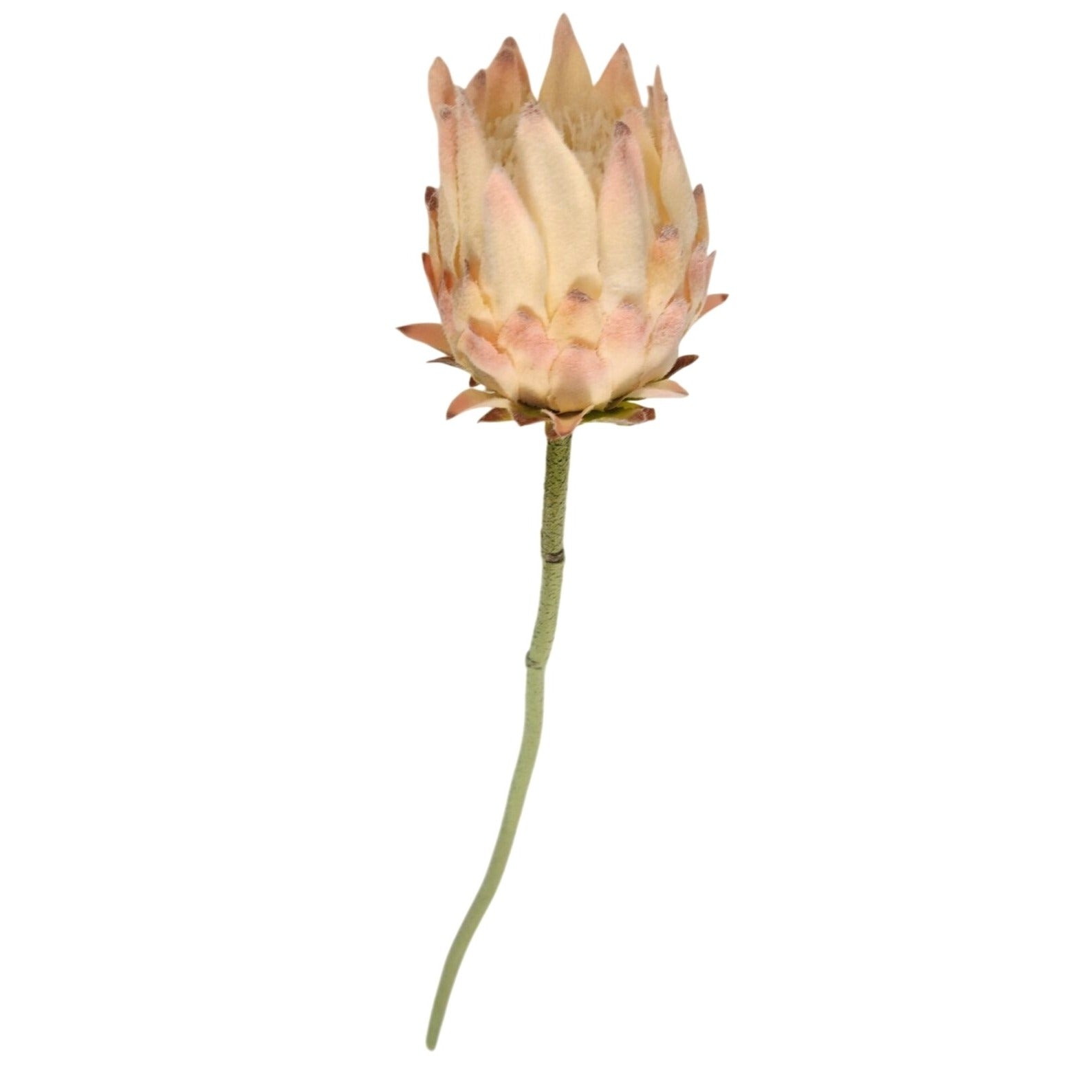 Artificial King Protea Stem Blush Pink Cream Faux Giant Protea Flower 25 Inch