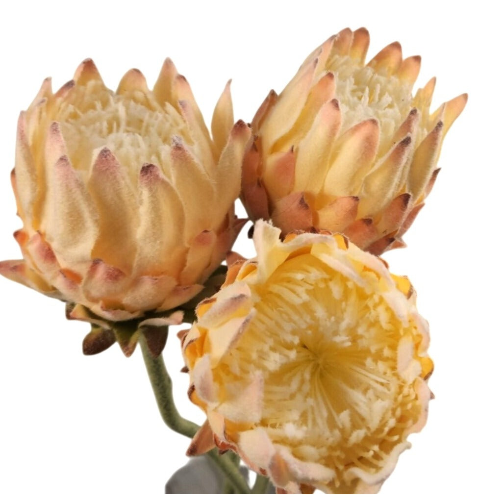Artificial King Protea Stem Blush Pink Cream Faux Giant Protea Flower 25 Inch