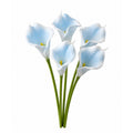 A bouquet of artificial light blue and white calla lilies with green stems, isolated on a white background.