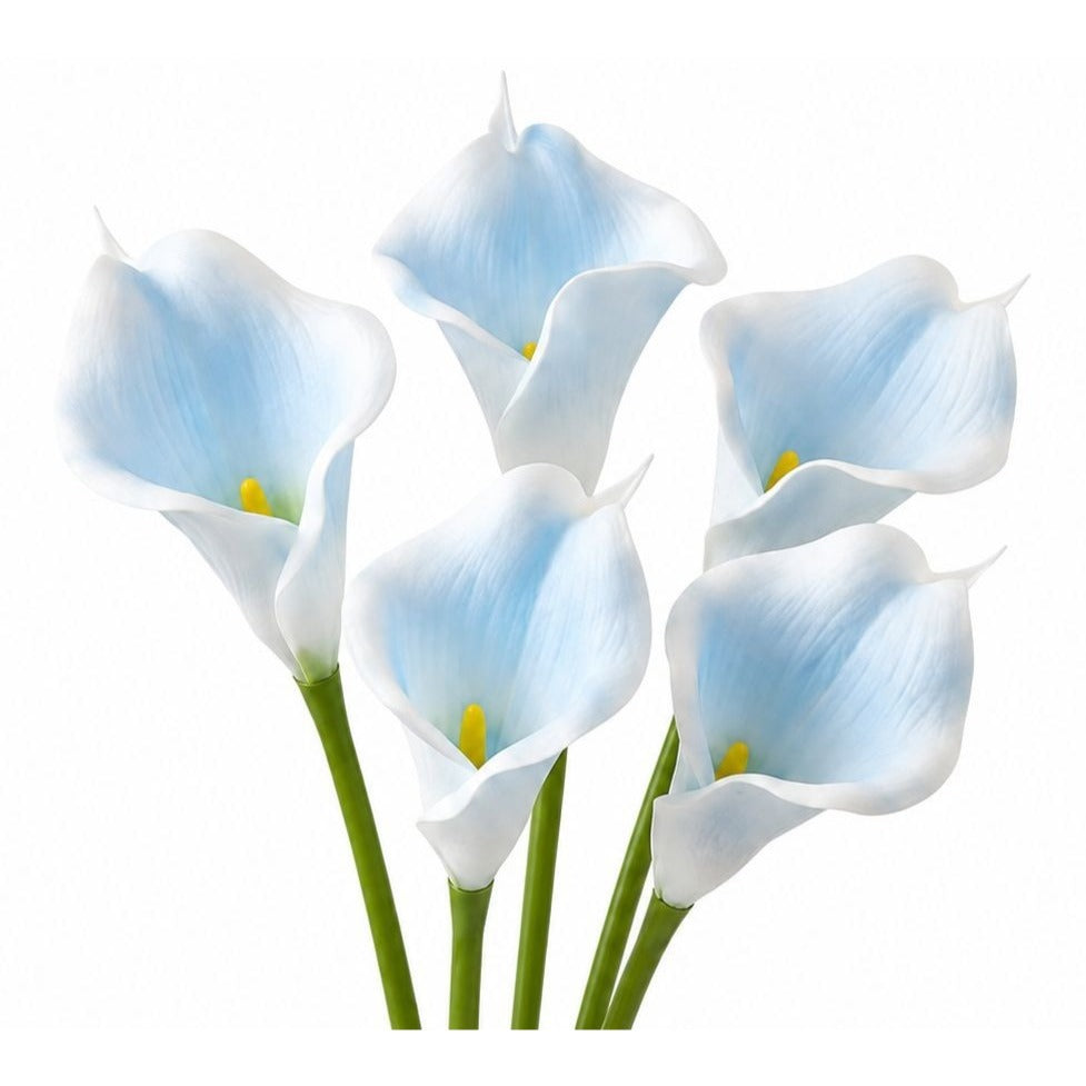 Five light blue and white calla lilies with green stems on a plain white background.