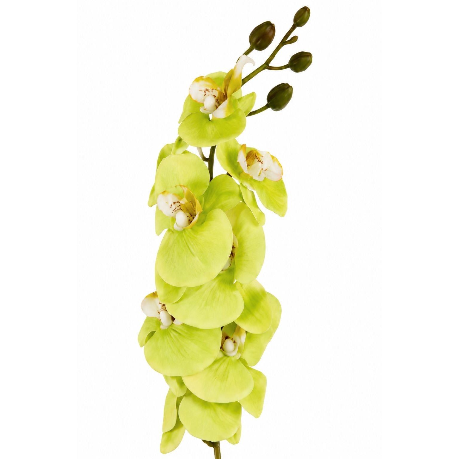 Real Touch Cymbidium Orchid Stem | Green Artificial Orchid | 31 Inch Faux Floral Stem | Wedding Arrangements
