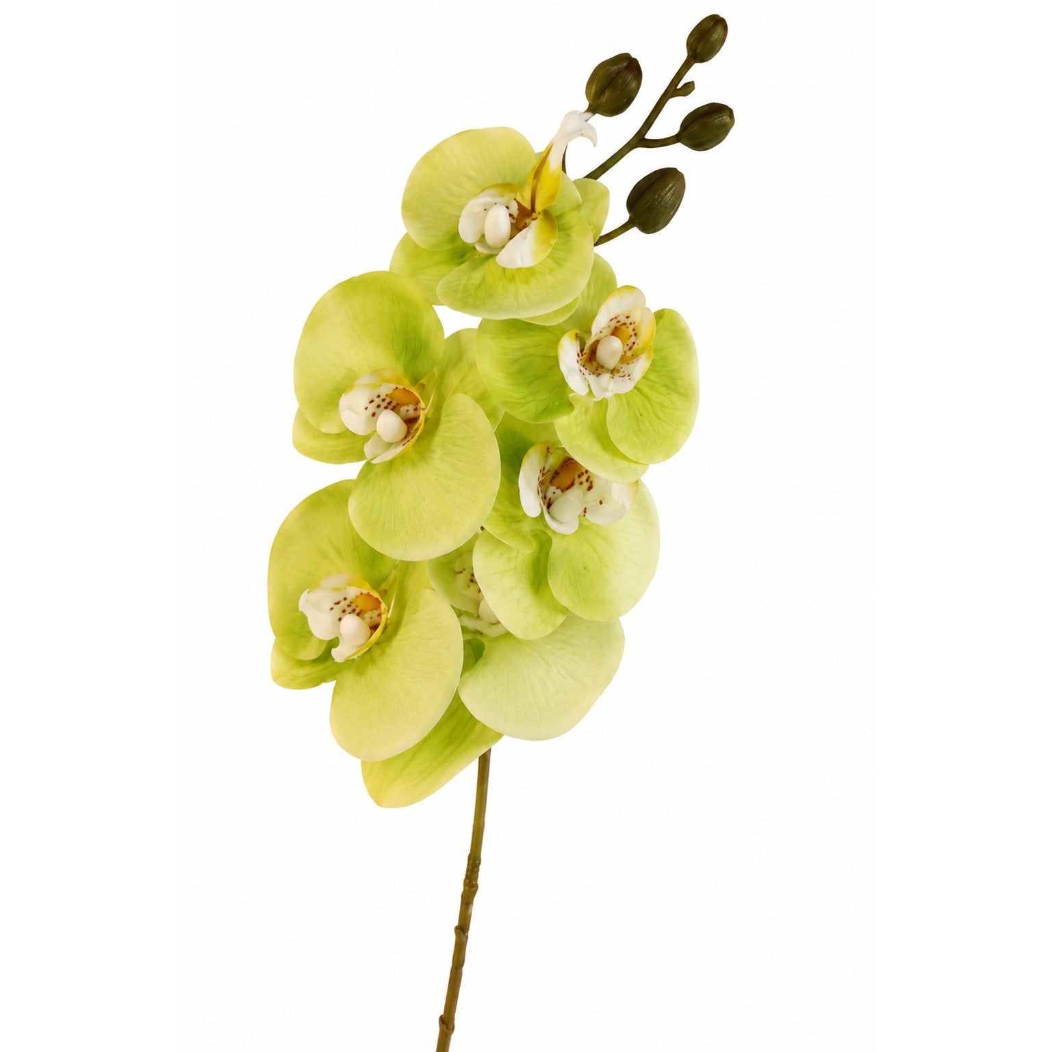 Real Touch Cymbidium Orchid Stem | Green Artificial Orchid | 31 Inch Faux Floral Stem | Wedding Arrangements