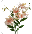 Luxury Artificial Asiatic Lily Stem 27 Inch | Blush Pink and White Faux Lily | Designer Wedding Floral | Elegant Home Decor