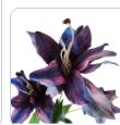 Luxury Artificial Tiger Lily Stem 34 Inch | Purple Blue Faux Lily | Designer Artificial Silk Floral | Elegant Wedding Home Decor