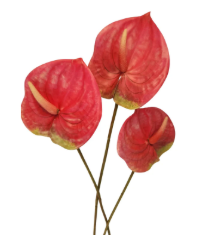 Pink Artificial Anthurium Stems Set of 3, 23 Inch Faux Modern Tropical Decor