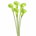 Set of 5 artificial lime green calla lily stems with real-touch finish and white centers on pure white background