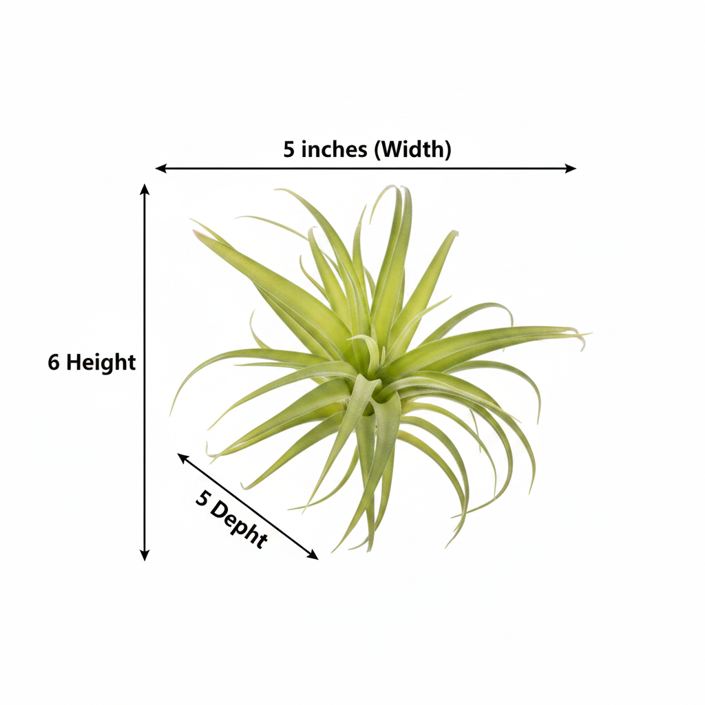 Measurement diagram of artificial tillandsia air plant showing 6 inch height and 5x5 inch width dimensions
