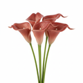 5 terracotta calla lily stems with green stems on white background