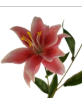 Luxury Artificial Hot Pink Lily Stem 27 Inch | Faux Asiatic Lily with Buds | Symbolic Wedding Floral | Elegant Home Decor