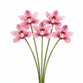 Set of 5 deep hot pink magenta Cymbidium orchid stems, 15 inches tall, no wrap, white background
