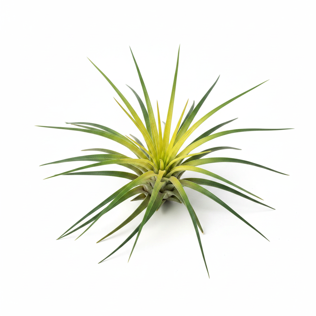 Close-up detail of artificial tillandsia air plant showing realistic spiky green leaves and yellow-green center texture