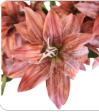 Luxury Artificial Tiger Lily Stem 34 Inch | Designer Artificial Silk Floral | Blush Pink Faux Lily | Elegant Wedding Home Decor