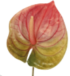 Pink Green Artificial Anthurium Stems Set of 3, 23 Inch Faux Tropical Home Decor