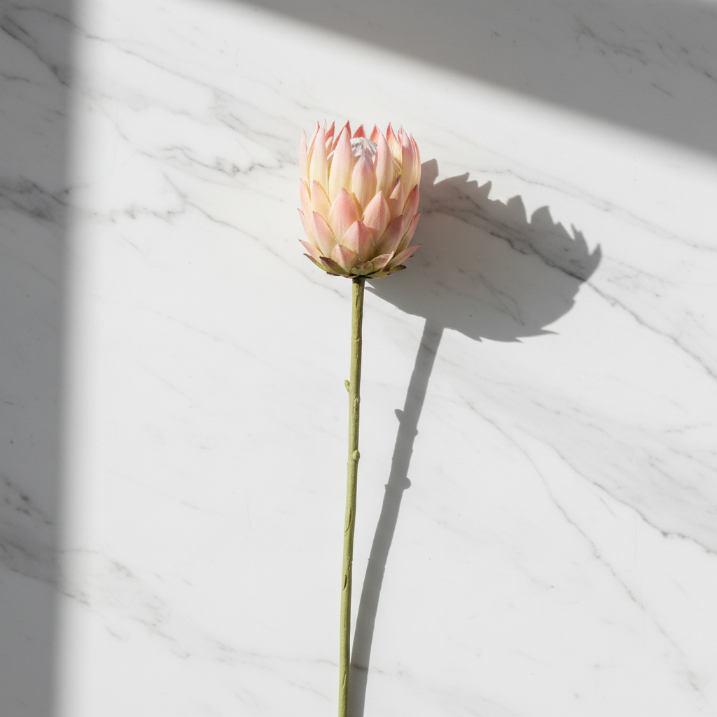 Close-up flat lay of single artificial King Protea stem with blush pink and cream petals on white marble surface minimalist styling