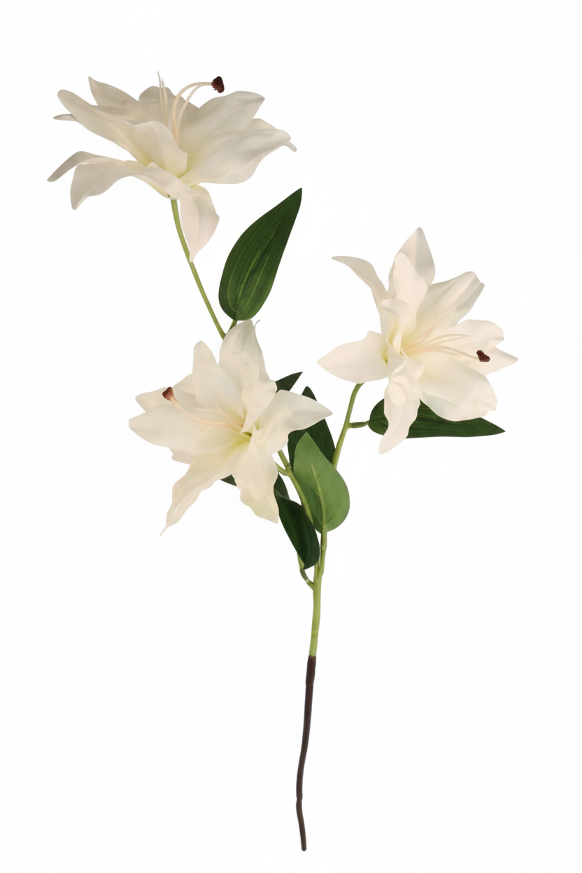 Side view of white lily stems showing bloom profile and green leaves on white background