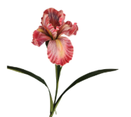 Artificial Iris Flower 33 Inch Tall Pink Faux Iris Stem Hand Painted Look Floral Decor