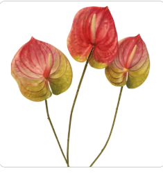 Pink Green Artificial Anthurium Stems Set of 3, 23 Inch Faux Tropical Home Decor