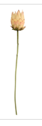 Artificial King Protea Stem Blush Pink Cream Faux Giant Protea Flower 25 Inch