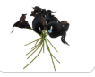 Black Calla Lily Faux Flowers Set of 5 Artificial Stems Gothic Modern Home Decor