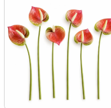 Set of 6 pink, cream and green real-touch artificial Anthurium stems with heart-shaped blooms on slender green wired stems