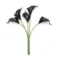 Flat lay overhead view of 5 black calla lily artificial stems arranged on white background, product photography showing complete bundle