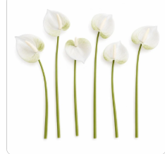 Set of 6 white and pale-green real-touch artificial Anthurium stems with heart-shaped blooms on slender green wired stems