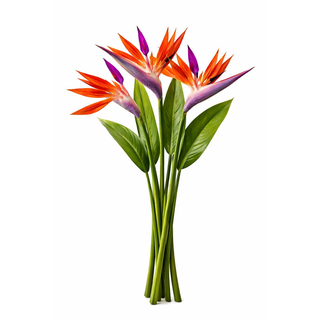 Artificial Bird of Paradise Flowers Realistic Strelitzia 3 Stem Bundle