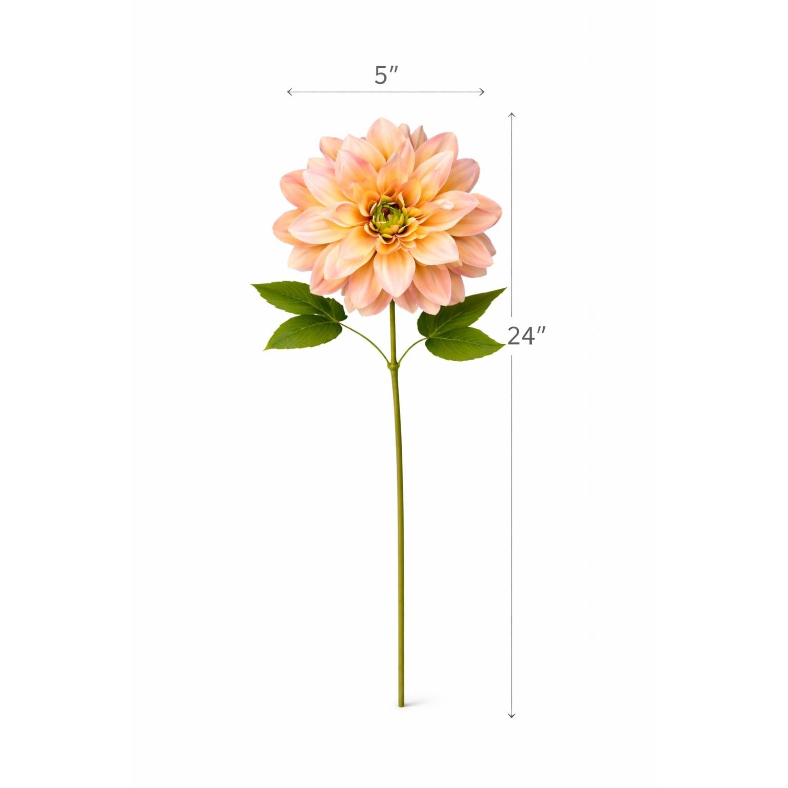 Measurement chart of a peach-colored flower with green leaves on a white background