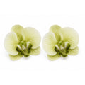 Real Touch Phalaenopsis Orchid Heads Set of 2 | 3.5 Inch Cream Moss Green Faux Blooms for Corsage Wreath Gift Cake