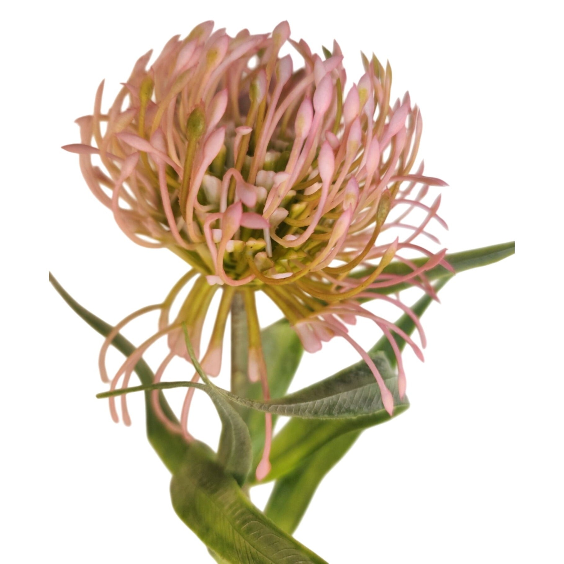 Pink Blush Pincushion Protea Stem Faux Protea Flower Artificial Floral Decor