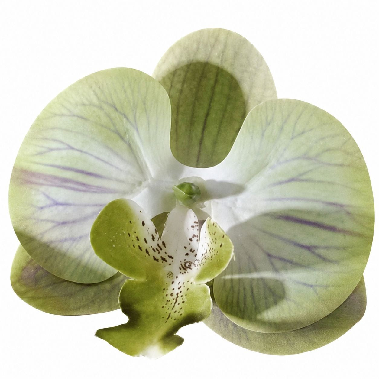 Jade Green Real Touch Orchid Heads Set of 2, 3.5 Inch Phalaenopsis Blooms for Corsage Boutonniere Crafts
