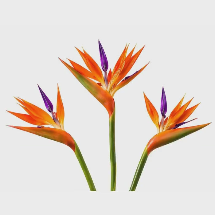 Artificial Bird of Paradise Flowers Realistic Strelitzia 3 Stem Bundle