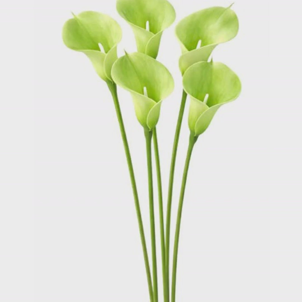 Artificial Lime Green Calla Lily Stems - Real Touch - 15 Inch - Set of 5
