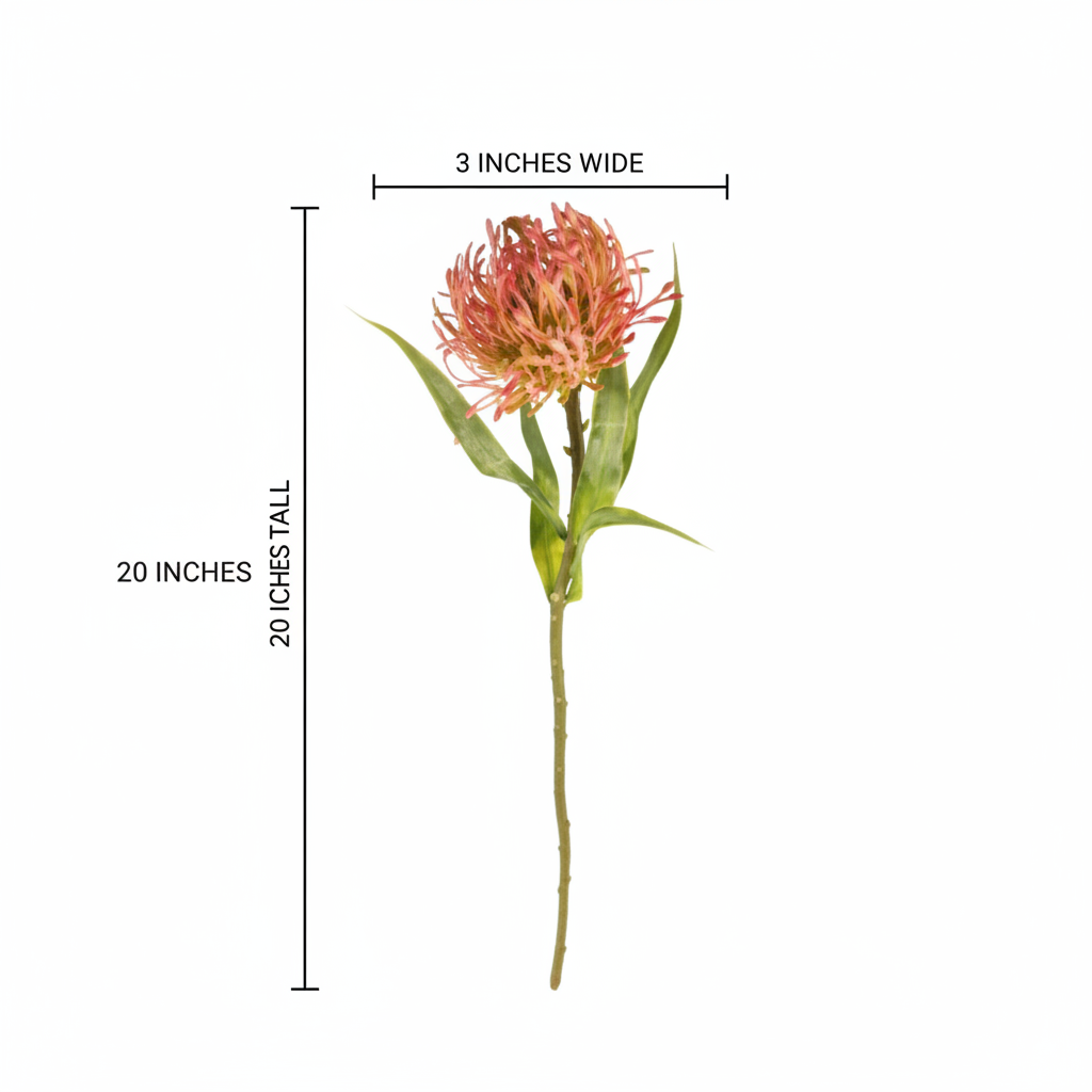 Protea flower measurement diagram