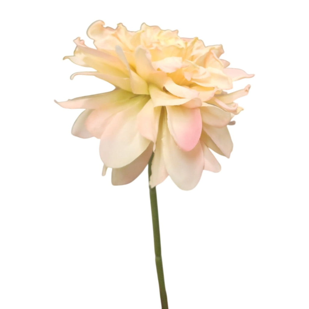 A single pale pink 
and cream dahlia flower with a green stem, isolated on a white background.