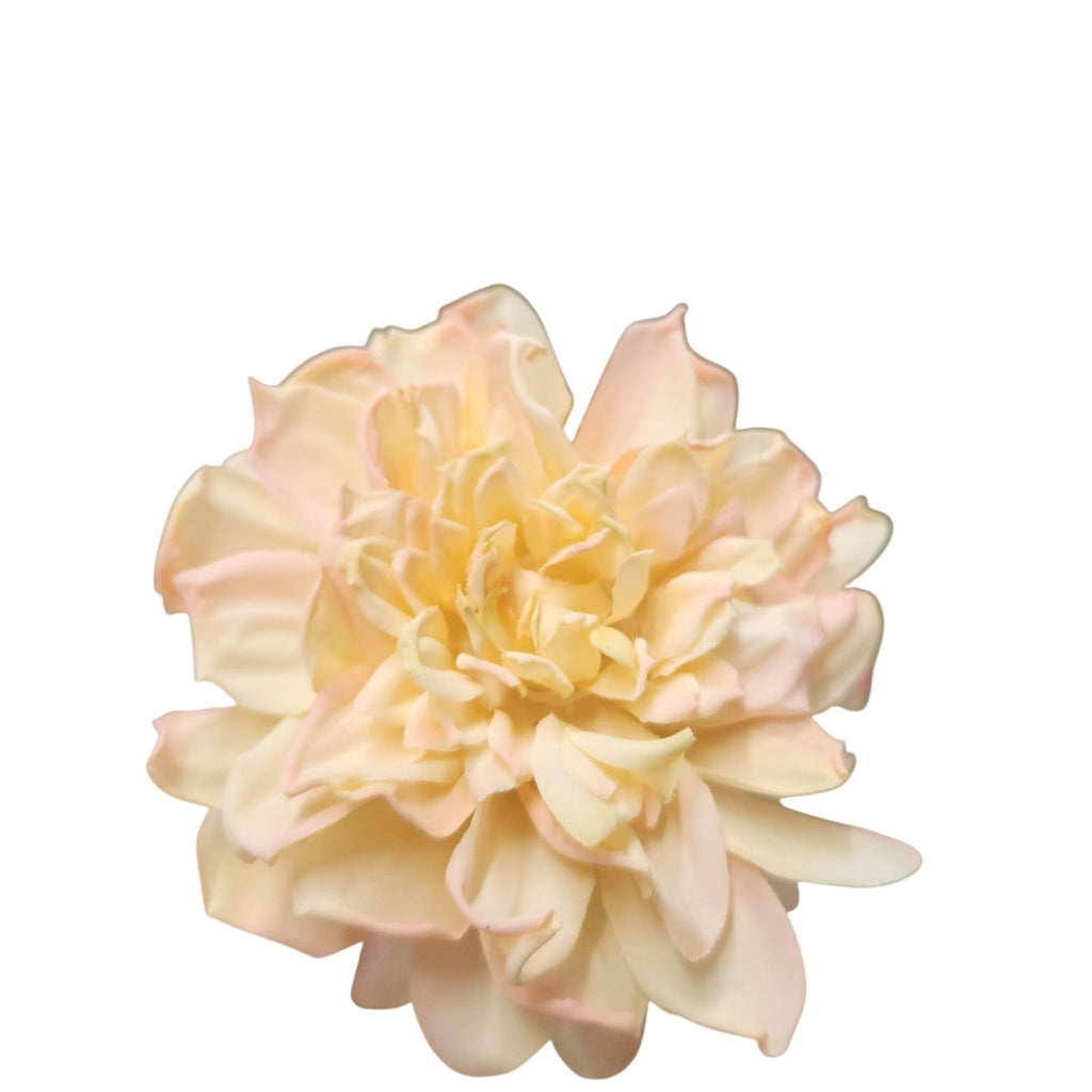 A single layered peony-style flower with ruffled petals in soft cream, pale yellow, and blush pink tones, isolated on a plain white background.