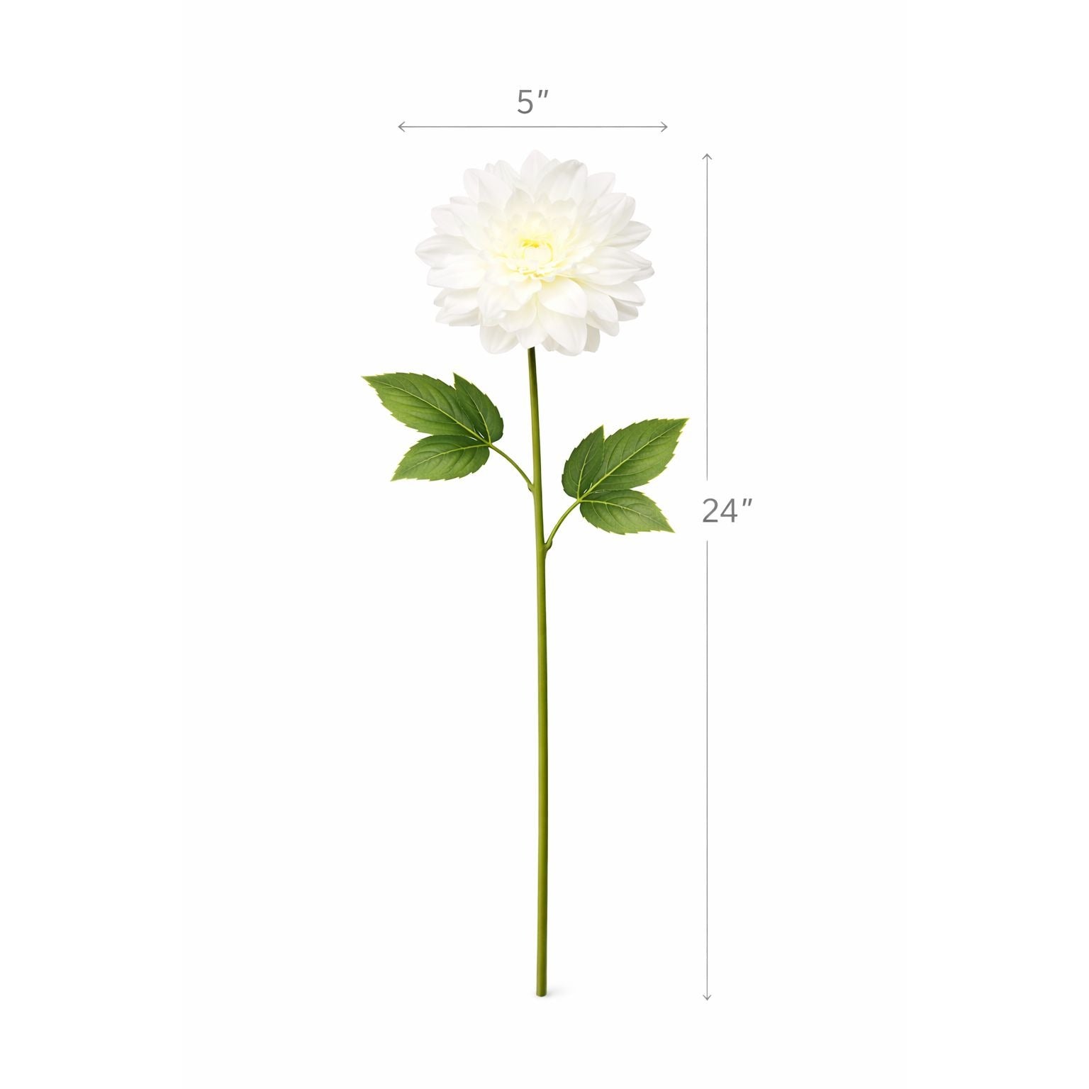 White flower with green leaves and measurements on a white background
