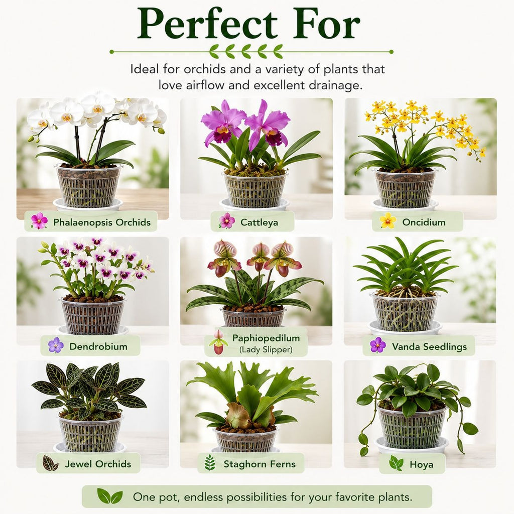 5.5 Inch Clear Orchid Pot with White Saucer, Slotted Orchid Planter, Transparent Nursery Pot, Indoor Plant Pot
